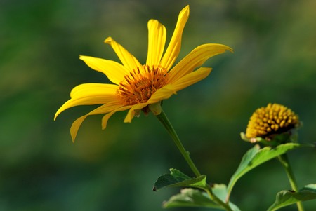 Yellow flower beautifulの写真素材