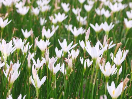 Pretty White Flowers Blooming in a Gardenの写真素材
