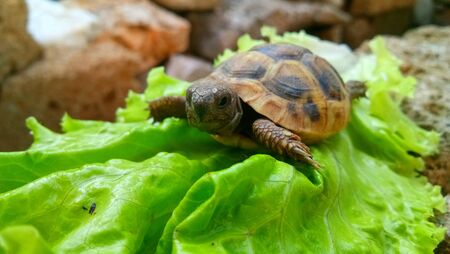 Baby turtleの素材