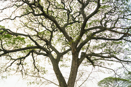 Tree Branch against White sky Background