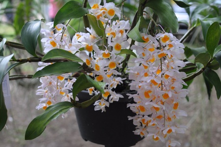 Rare orchid flower in a gardenの素材