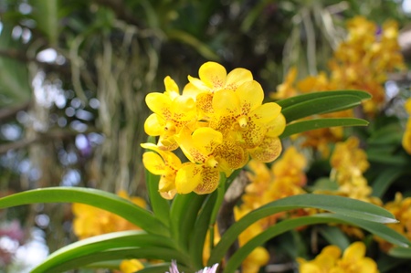 Yellow flowers 