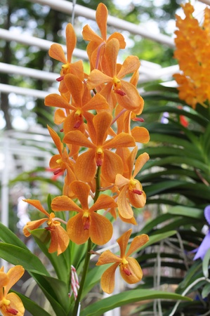 Orange orchids in a gardenの素材