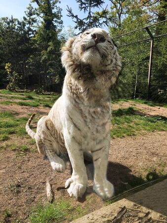 Happy tiger