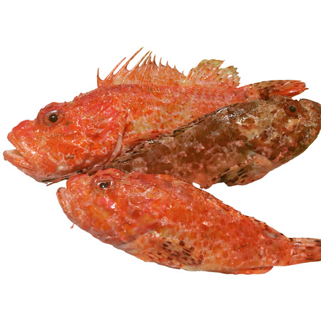 RED SCORPION FISH, Skorfna, Scorpaena scrofa