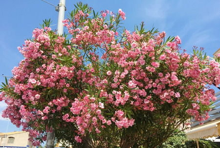 Beautiful flower,Europe