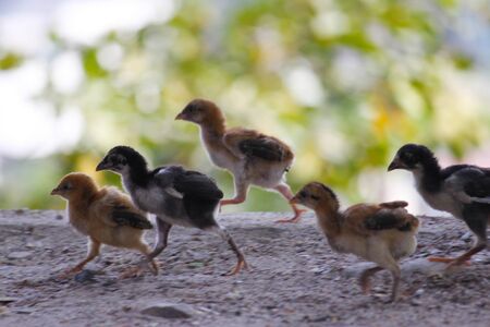 The small chicken walks from the road