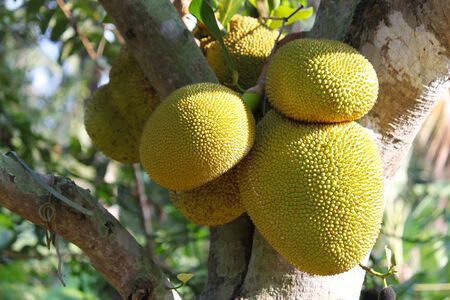 Jackfruit Tree and young Jackfruits