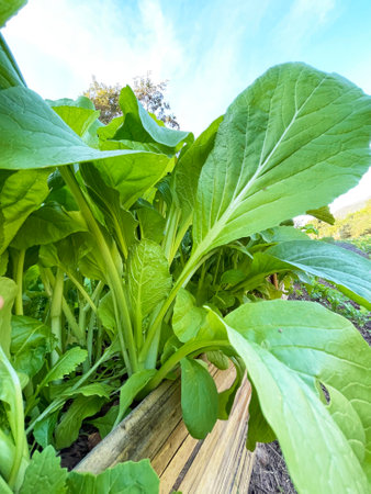 Vegetables growing in the garden. Green leaves on the ground.の写真素材