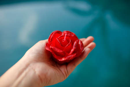 red roseの写真素材