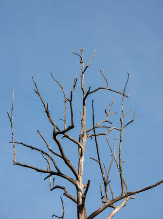 Standing dead tree mid of the forest in the sunny dayの写真素材