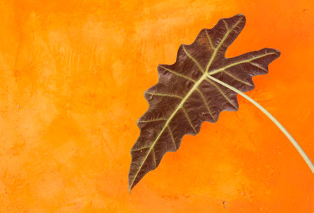 Beautiful leaf with orange cement wallの写真素材