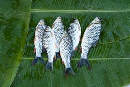 This Six fresh river fishes from the market in northern Thailandの写真素材