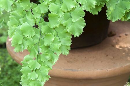 Green fern leaves in the gardenの写真素材