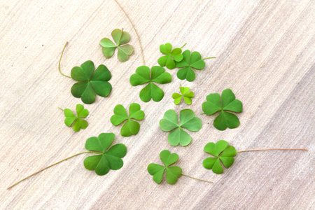 Beautiful Green leaves on stone floor backgroundの写真素材