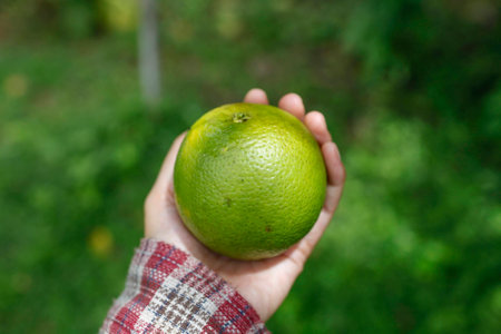The fresh green orange from the garden with the natural green backgroundの写真素材