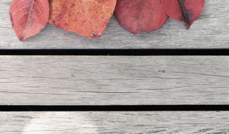 The colour leaves and wooden floor background vintage style