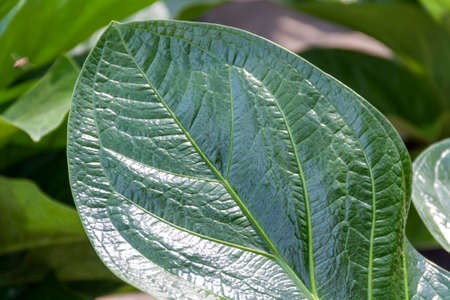 Close up dark green leafの写真素材