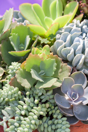 Crassulaceae gardenの写真素材