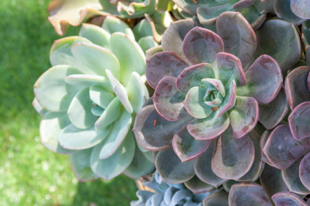 Crassulaceae green backgroundの写真素材