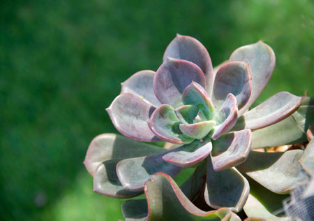 Crassulaceae in sunny dayの写真素材