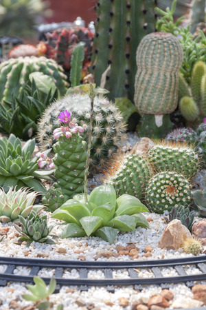 Crassulaceae mini gardenの写真素材