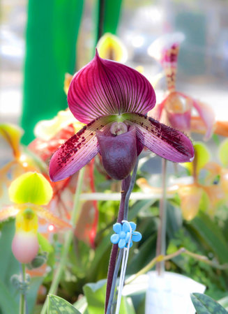 Deep red and purple Paphiopedilumの写真素材