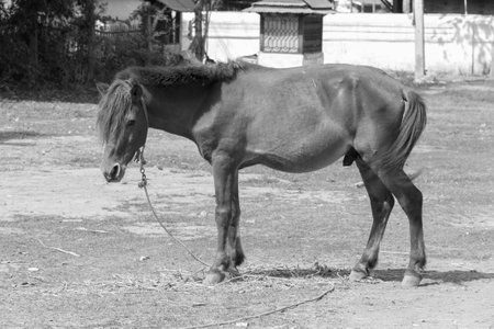One male Mule standing at the lawn aloneの写真素材