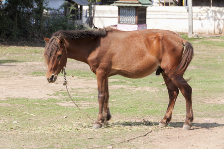 Mule in colour standingの写真素材