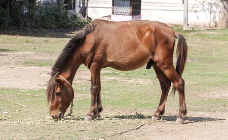 Mule in colour eatingの写真素材