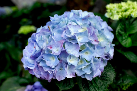 Beautiful purple and blue Hydrangea at the garden