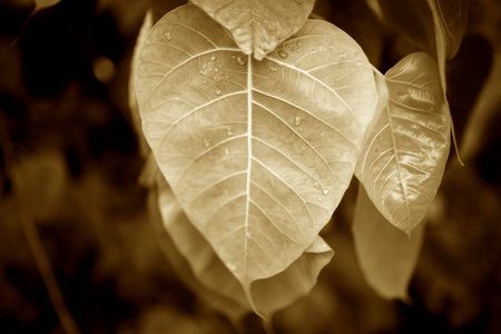 Bo leaf in heart shape vintage style backgroundの写真素材