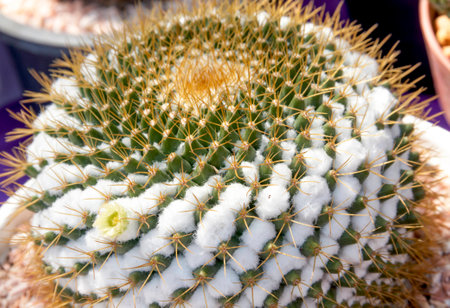 cactusの写真素材