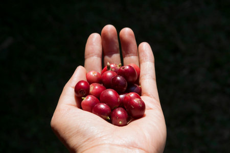 Fresh coffee beans in hand centerの写真素材