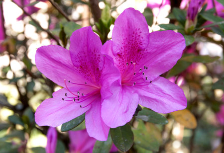 Purple Azaleaの写真素材