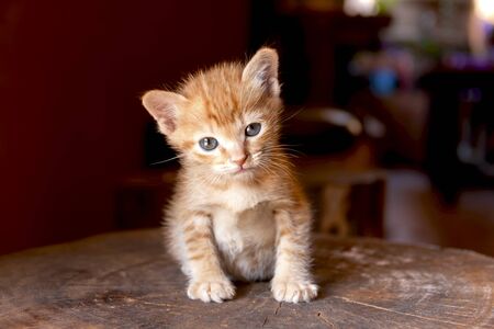 Cute Kitten sitting on the logの写真素材
