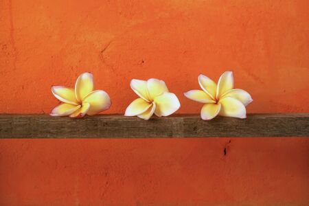 Yellow Plumeria on the wood and orange backgroundの写真素材