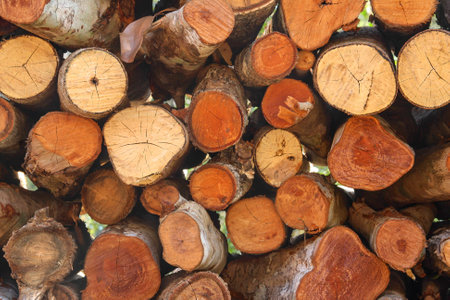 Woodpile closeupの写真素材