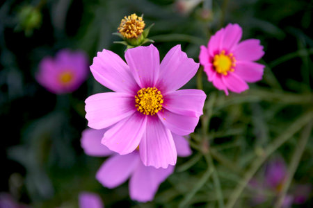 Beautiful flower backgroundの写真素材