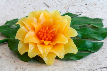 Crassulaceae candle flower on green leafの写真素材