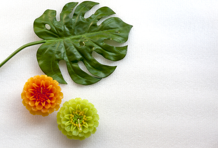 Flower and leaf set on white backgroundの写真素材