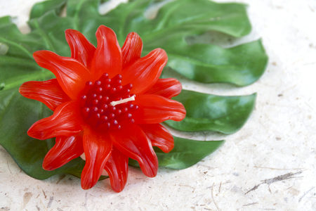Leucadendron candle flower on green leafの写真素材
