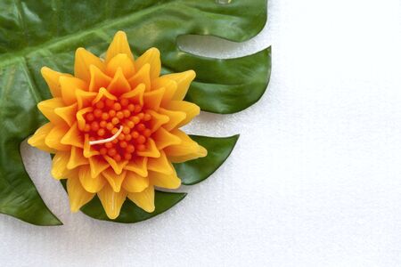 Closeup Gazania flower with green backgroundの写真素材