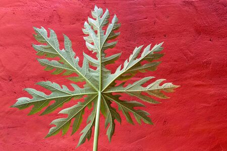 A green papaya leaf on the red wall