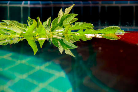 Green leaf floating reflectionの写真素材