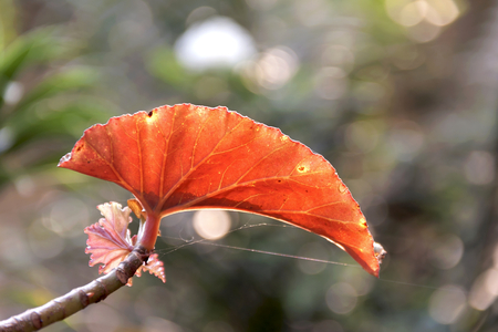 The red leaf with space on backgroundの写真素材