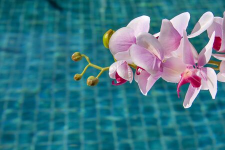 Pink orchid and swimming pool backgroundの写真素材