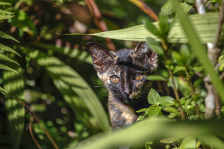 A cat looking curious hinding behind the green leaves in the morning lightの写真素材