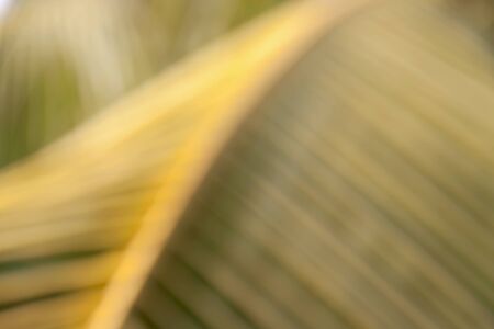 Blur coconut leaf backgroundの写真素材