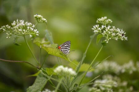 White butterfly in the gardenの写真素材